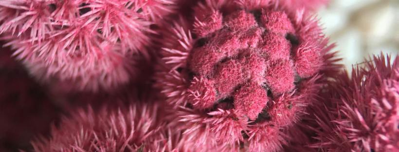 Close-up of spiky pink dried seed pods or thistle heads clustered together, their bristled textures catching soft light against a pale textured background.