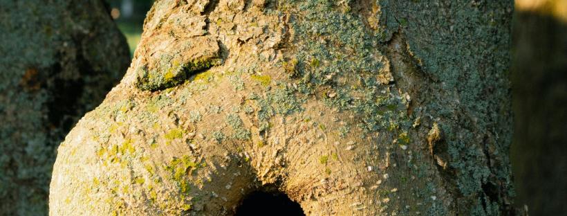 A close-up of a large tree trunk in warm golden light, showing a smooth rounded knot with a hollow opening at its center. The bark is textured with patches of yellow-green lichen. Additional trees are softly blurred in the background.
